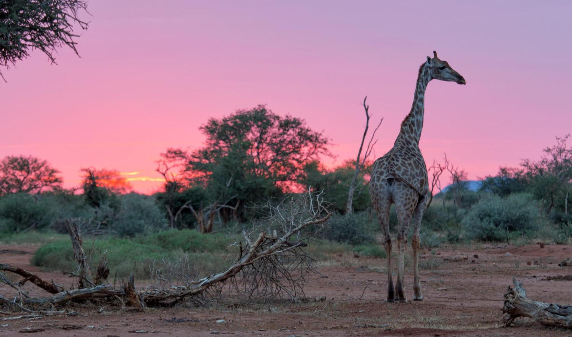 Tuningi Safari Lodge Madikwe viltreservat Exteriör bild