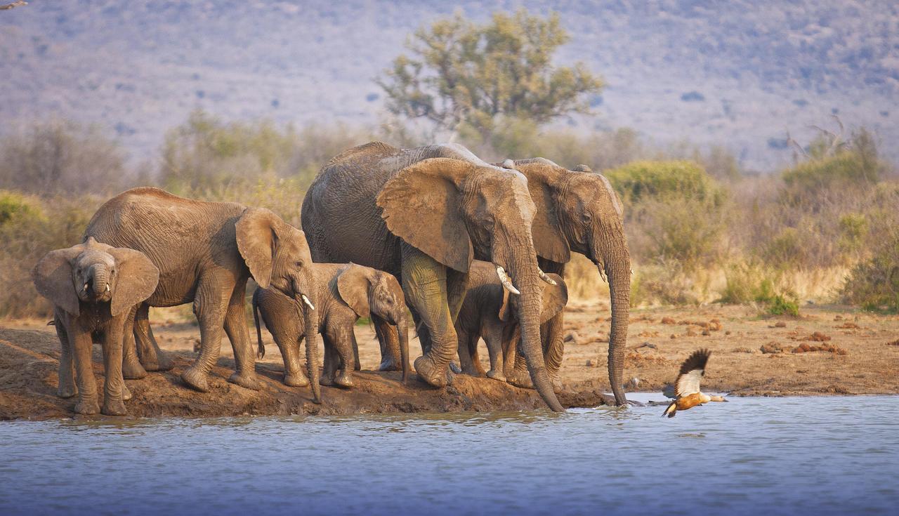 Tuningi Safari Lodge Madikwe viltreservat Exteriör bild