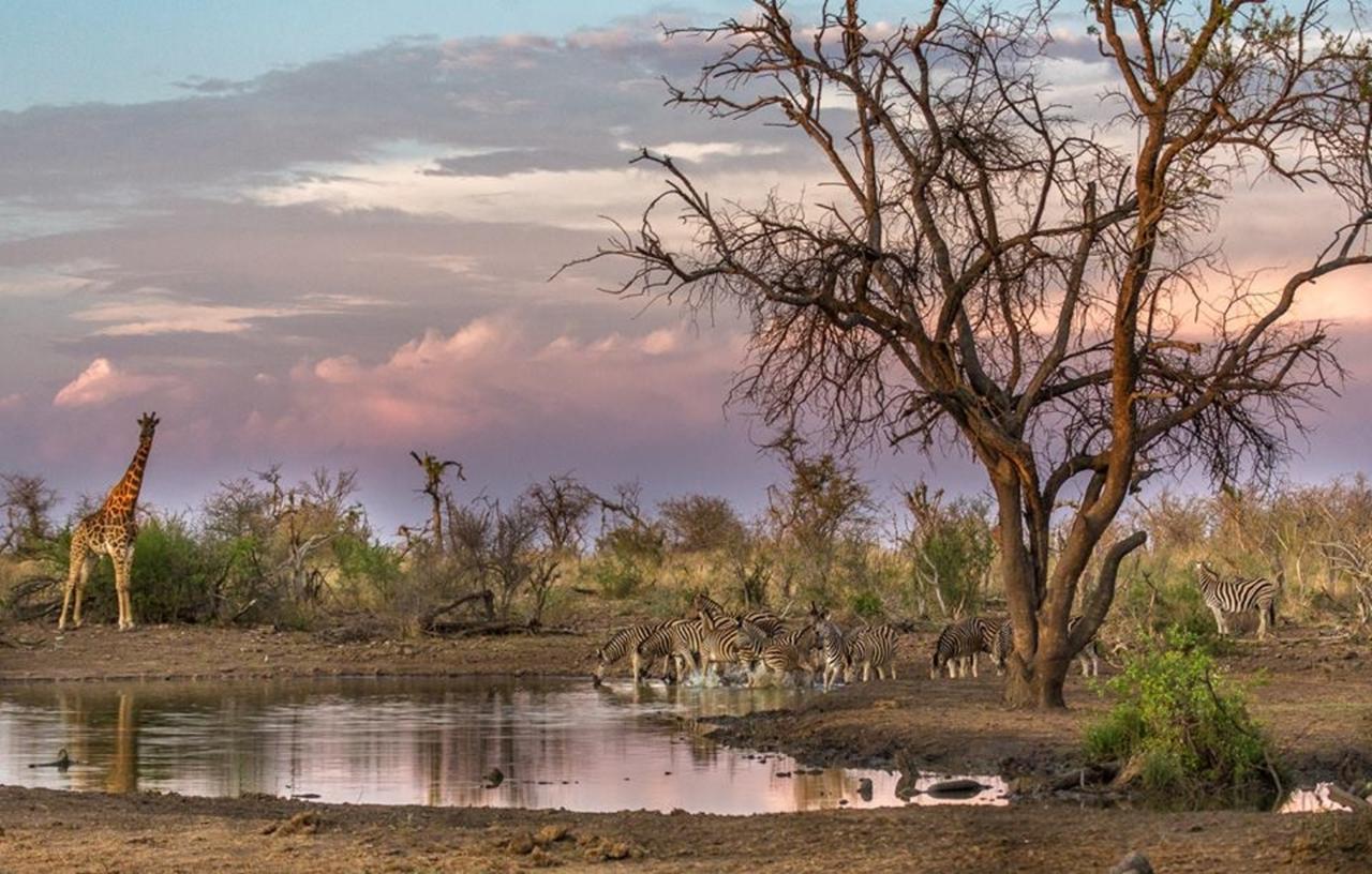 Tuningi Safari Lodge Madikwe viltreservat Exteriör bild